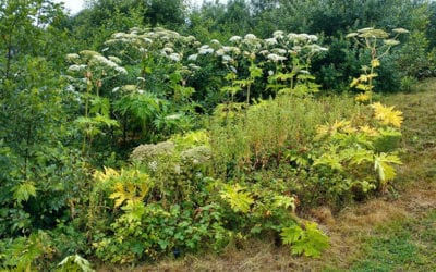 Control of giant hogweed in a public park