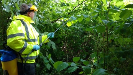 Japanese Knotweed Removal Cost