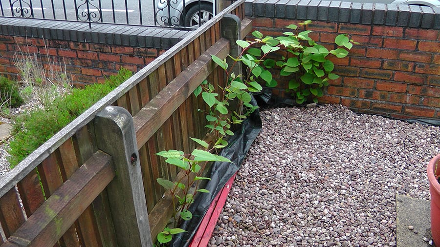 Herbicide treatment of Japanese knotweed in the front garden of a client’s property