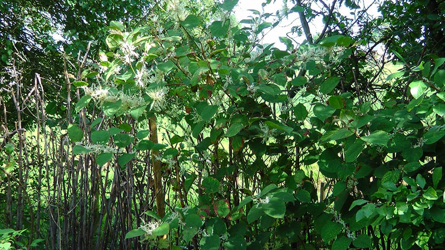 Herbicide treatment of Japanese knotweed in the client’s back garden