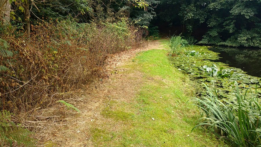 Herbicide treatment of Japanese knotweed on land belonging to a listed building