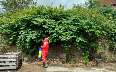 Herbicide treatment of Japanese knotweed on commercial land
