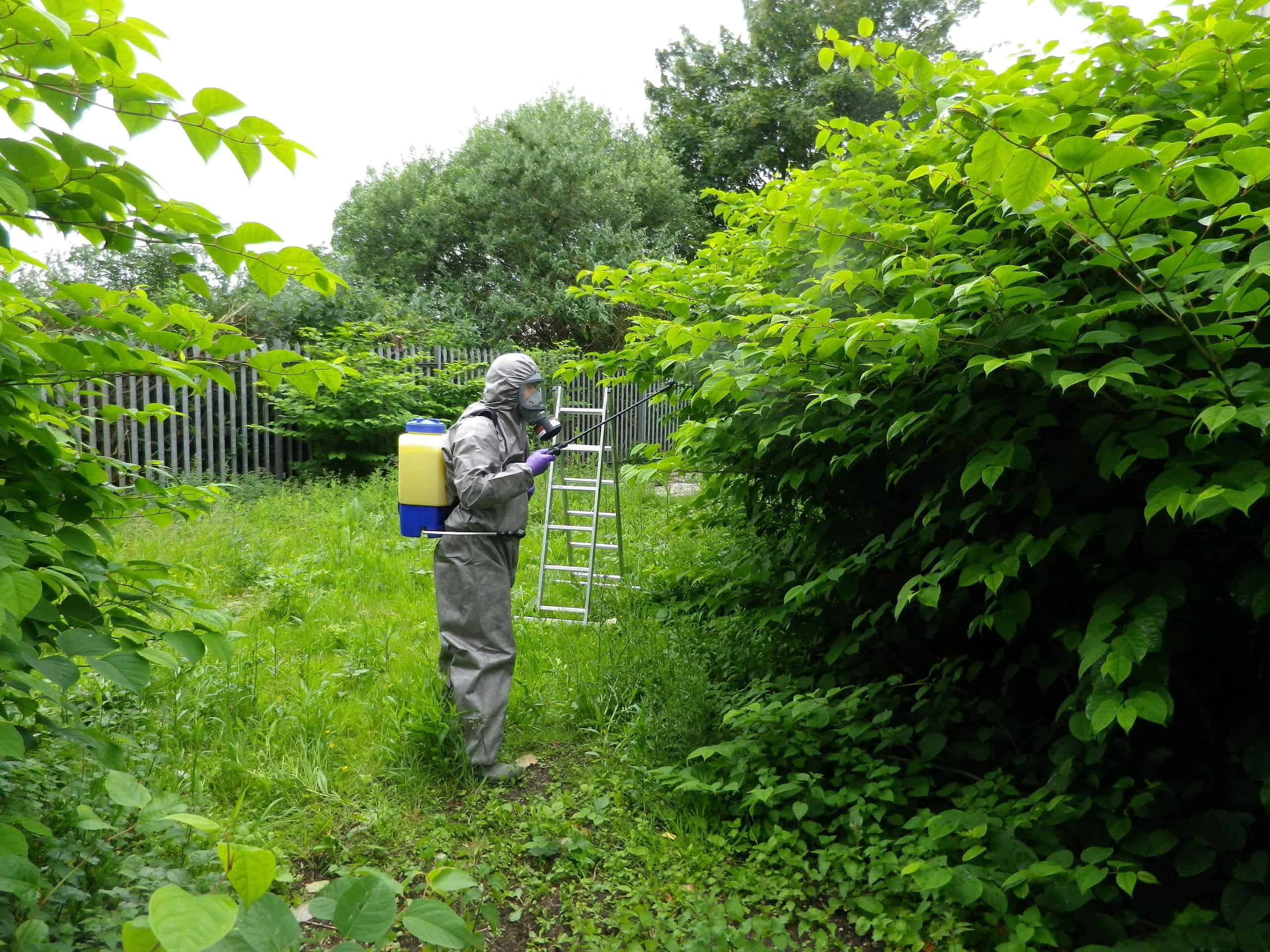 Japanese Knotweed Removal Japanese Knotweed Plus japanese-knotweed-removal-japanese-knotweed-plus
