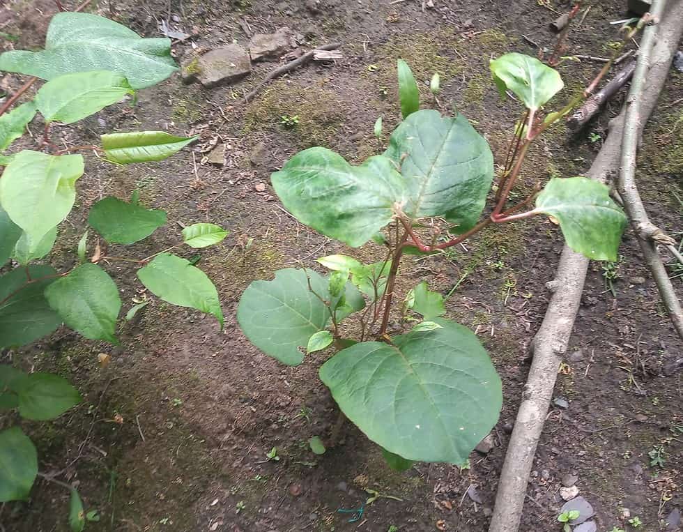 How to Identify Japanese Knotweed in Your Garden: A Complete Guide ...